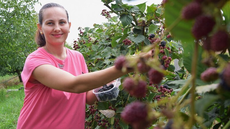 Zu Tisch in … Slawonien Staffel 1 Folge 3 Bei der Brombeerenernte – Bild: SRF/​Mirjana Momirovic