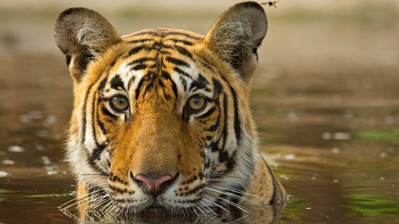 Rund 220 Kilogramm bringt der Bengal-Tiger, auch Königstiger genannt, auf die Waage. – Bild: ZDF und iStock/​Aditya Dicky Singh