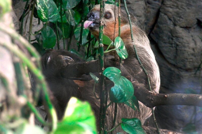 Warum wachsen bei Faultier Bimba die langen Fellhaare vom Bauch aus zum Rücken hin? Beim täglichen tropischen Regenschauer im südamerikanischen Gehege zeigt sich, dass so das Wasser abfließt und die Haut trocken bleibt … – Bild: WDR/​Loro Parque