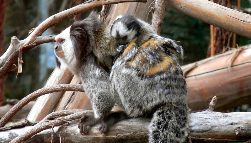 Neuer Nachwuchs bei den Titi-Krallenäffchen! – Bild: WDR/​Niklas Böhm