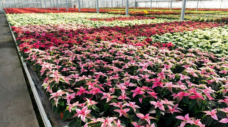 Pflanzen mit anderen Blattfarben, rosa etwa, verkaufen sich auch schon gut im Herbst – Bild: NDR/​Hellwig Film GmbH