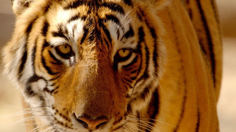 Einer wie Shir Khan, Moglis gefürchteter Widersacher, darf natürlich nicht fehlen. – Bild: NDR, ORF, ARTE, Doclights GmbH / NDR Naturfilm, WDR, DreiD.at, Kalyan Varma Einer wie Shir Khan, Moglis gefürchteter Widersacher, darf natürlich nicht fehlen. – Bild: NDR, ORF, ARTE, Doclights GmbH / NDR Naturfilm, WDR, DreiD.at, Kalyan Varma