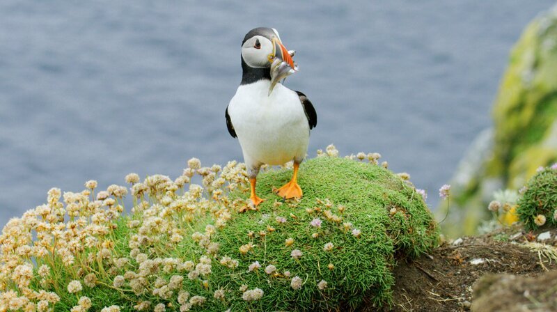Papageientaucher sehen zwar aus wie Pinguine, sind aber flugfähige Vögel. – Bild: Phoenix/​ZDF/​NHNZ Ltd.