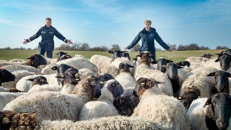 Polizeihauptmeister Timmermann (Mathias Junge, l.) und Austauschpolizistin Stine (Sidsel Hindhede, r.) bekommen es mit einer Herde kaum zu bändigender Schafe zu tun. Zu dem Zeitpunkt ahnen sie noch nicht, warum sie hier unverhofft für den Schäfer einspringen müssen. Denn der ist längst tot. War es ein Wolf oder doch Mord? – Bild: ZDF /​ Meyerbroeker