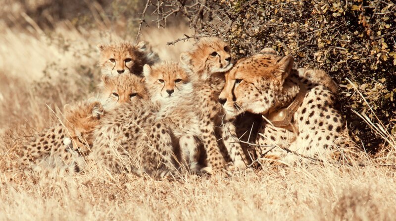 Chilli, umgeben von den Jungen kuriert ihre Verletzung aus. – Bild: phoenix/​TMFS/​Acinonyx Jubatus