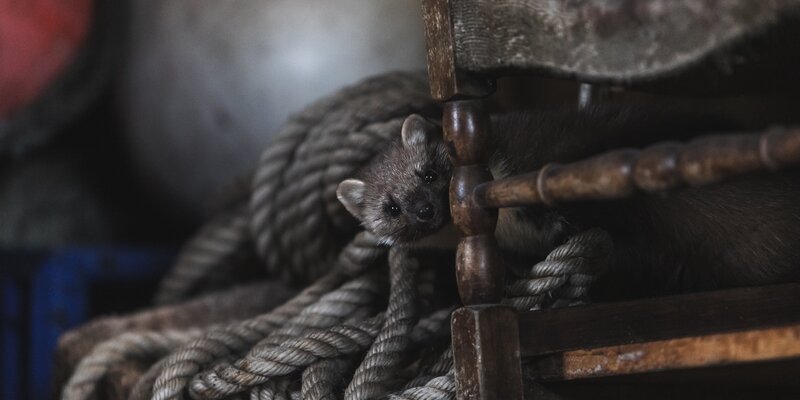 Der Baummarder ist ein sehr guter Baumkletterer, der an seinen Lebensraum den Wald gebunden ist. – Bild: NHNZ Ltd. /​ ZDF