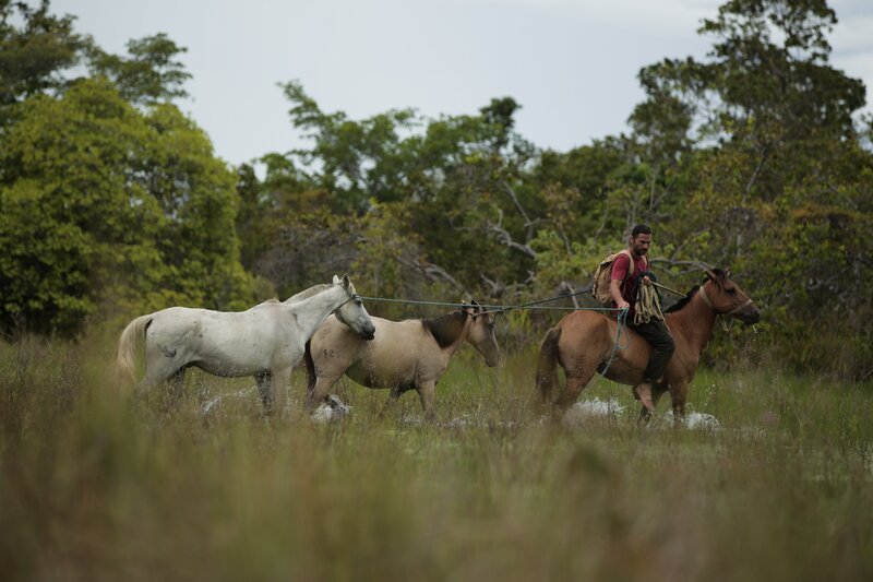 Moderator Hazen Audel reitet auf einem Pferd, während er zwei andere Pferde durch die Savanne führt. – Bild: Tess Benjamin /​ National Geographic