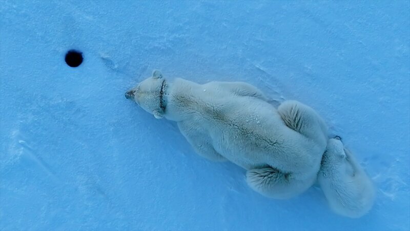 Eisbärin Misha mit vier Monate alter Tochter Flocke, vor Robben-Luftloch, auf Spitzbergen. – Bild: ZDF und colourFIELD /​ Florian Ledoux