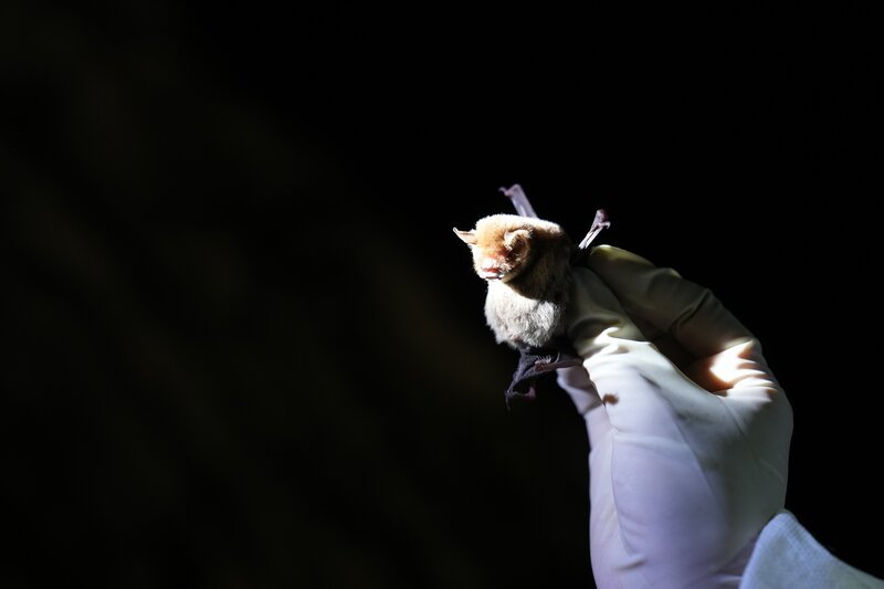 Eine schwangere Fledermaus. Eine Forscherin untersucht den Gesundheitszustand der Fledertiere. – Bild: Oliver Roetz /​ ZDF und Oliver Roetz