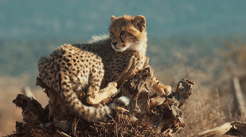 Siya hält nach Inara Ausschau. – Bild: phoenixTMFS/​Acinonyx Jubatus
