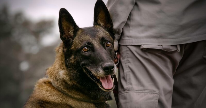 Menschen nehmen Hundemimik ebenfalls sehr stark wahr: Hunde die ein „Lächeln“ zeigen oder den typischen „Hundeblick“ werden häufig bevorzugt und haben in der Regel mehr Nachkommen. – Bild: ZDF und Jean-Claude Rasle, Gedeon Menschen nehmen Hundemimik ebenfalls sehr stark wahr: Hunde die ein „Lächeln“ zeigen oder den typischen „Hundeblick“ werden häufig bevorzugt und haben in der Regel mehr Nachkommen. – Bild: ZDF und Jean-Claude Rasle, Gedeon