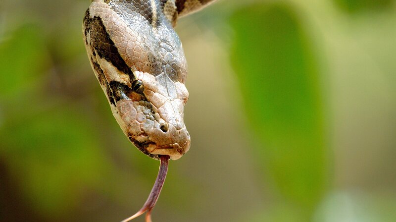 Das wahre Dschungelbuch – Bild: NDR, ORF, ARTE, Doclights GmbH /​ NDR Naturfilm, WDR, DreiD.at, Kalyan Varma