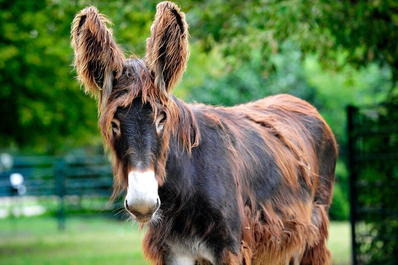 Bei den Poitou-Eseln gibt es ein Jungtier. Mutter Orange hat ein Mädchen zur Welt gebracht. Die kleine Melanie (Foto) soll heute lernen, sich das Halfter umlegen zu lassen. – Bild: rbb/​Thomas Ernst