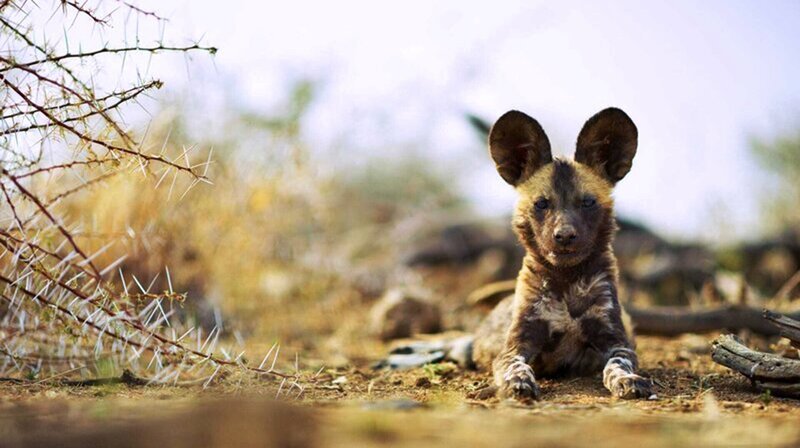 Lyca und die anderen Welpen müssen noch einiges lernen, bis sie mit ihrem Rudel auf die Jagd gehen können. – Bild: phoenix/​ORF/​ZDF/​Off The Fence/​Russ MacLaughlin