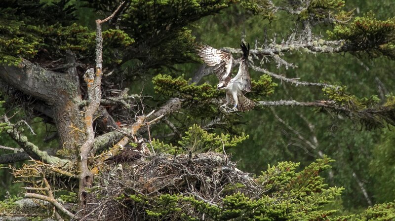 Fischadler bauen ihre Nester gerne auf hohen Bäumen. – Bild: phoenix/​ZDF/​NHNZ Ltd.