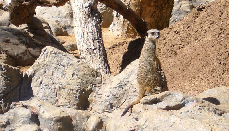 ARD/​WDR PAGAGEIEN, PALMEN & CO., „Schlaue Erdmännchen?“ Wie schlau sind wohl Erdmännchen? Dieser Frage will Biologe Rafael heute nachgehen. Mit Futterwippe und einer großen Portion Mehlwürmer macht er sich auf den Weg ins Erdmännchen-Gehege. – Bild: WDR/​Loro Parque