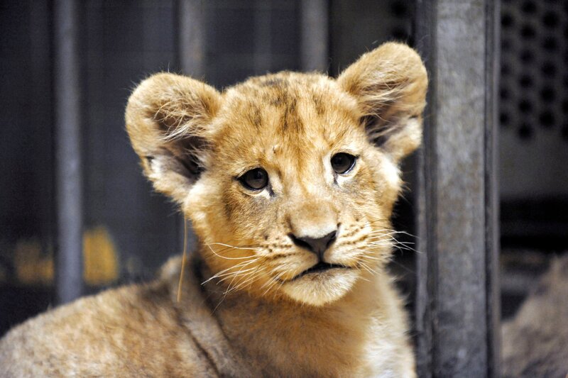 ARD/​rbb ZOOBABIES (12), „Geschichten aus dem Zoo Berlin und dem Tierpark Berlin“, Da ihnen Mutter Aketi keine Milch geben kann, bekommen die zwei Löwengeschwister Iringa und Bomani Flaschenmahlzeiten. – Bild: rbb/​Thomas Ernst