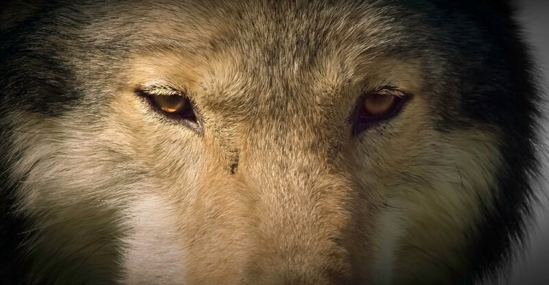 Wölfe erlernen die Bedeutung von Mimik und Gestik beim Menschen ohne Probleme. Denn auch untereinander benutzen Wölfe zahlreiche Signale, zum Beispiel um sich bei der Jagd im Rudel zu verständigen. – Bild: ZDF und Jean-Claude Rasle, Gedeon