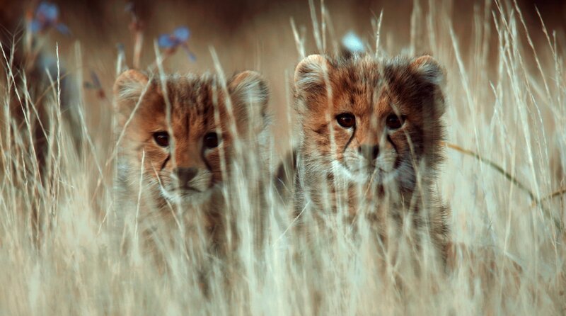 Zwei der Jungtiere von Chilli: das kleinste und langsamste: Kolisi (rechts); und Siya (links) das größte und selbstbewussteste. – Bild: phoenix