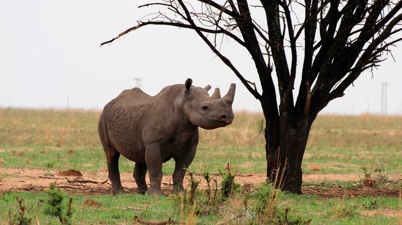 Nashorn – Bild: phoenix/​ZDF