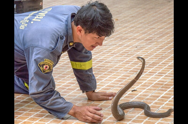 Auf den Betrachter wirkt Pinyos Vorgehen wie Gedankenkontrolle, die ihm den Ruf eines Schlangenflüsterers eingebracht hat. Dabei beobachtet er die Tiere nur sehr genau. – Bild: Medienkontor/​Lou Petho