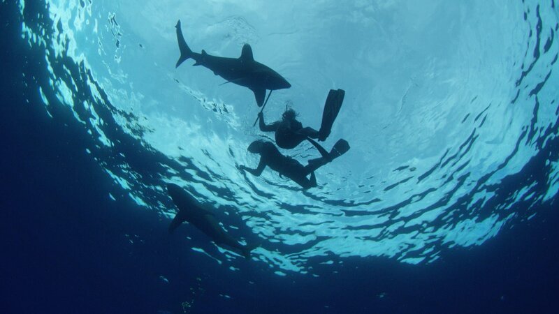 Oceanic white tips are ocean going sharks. Theyre thought to have taken the lives of many shipwrecked mariners during WW2. – Bild: Discovery Communications