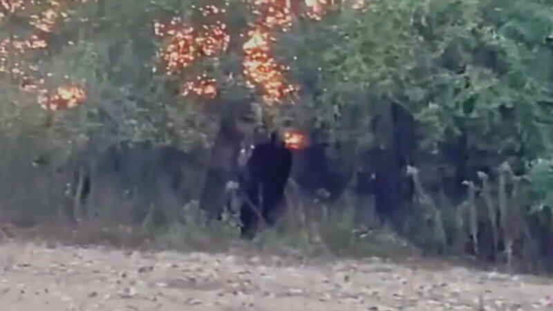 A bigfoot lurks in the trees by a man’s house in Baxter, Tennessee, standing tall – Bild: Anonymous /​ See Deal for Copyright Owner