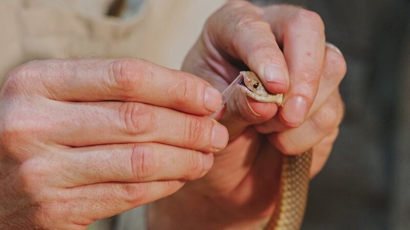 Julia is milking a venamous snake in Alice Springs (Snake: King brown) – Bild: Warner Bros. Discovery