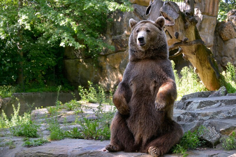 Braunbärin Siddy im Zoo Berlin. – Bild: Thomas Ernst