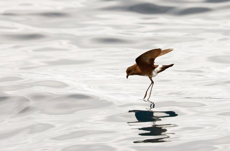 Den Sturmschwalben hinterher – Bild: Fabrice Schmitt