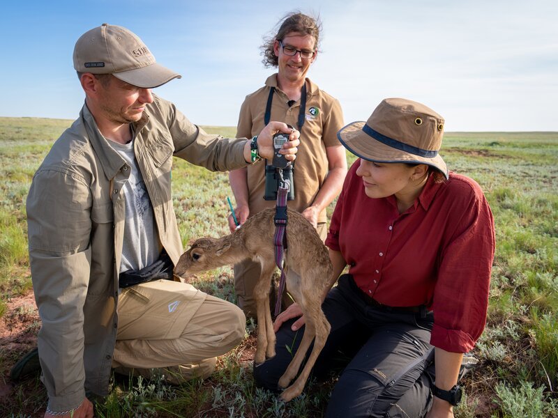 Beim Gesundheitscheck: Wildtierärztin Hanna Emde (r.) untersucht zusammen mit den Saiga-Forschern Steffen Zuther (M.) und Alexander Putilin (l.) ein Saiga-Kälbchen. – Bild: ZDF und Oli Roetz