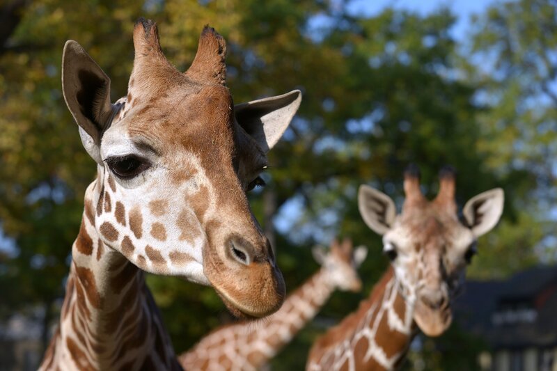 Die Giraffenbullen-Gruppe mit Max, Mugambi und Abasi im Zoo Berlin. – Bild: Thomas Ernst /​ BR