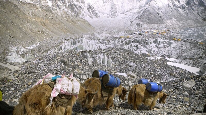 Das Yak, eine Rinderart, wird in Zentralasien bis ins Hochgebirge als Last- und Reittier genutzt. – Bild: ZDF und 2P2L