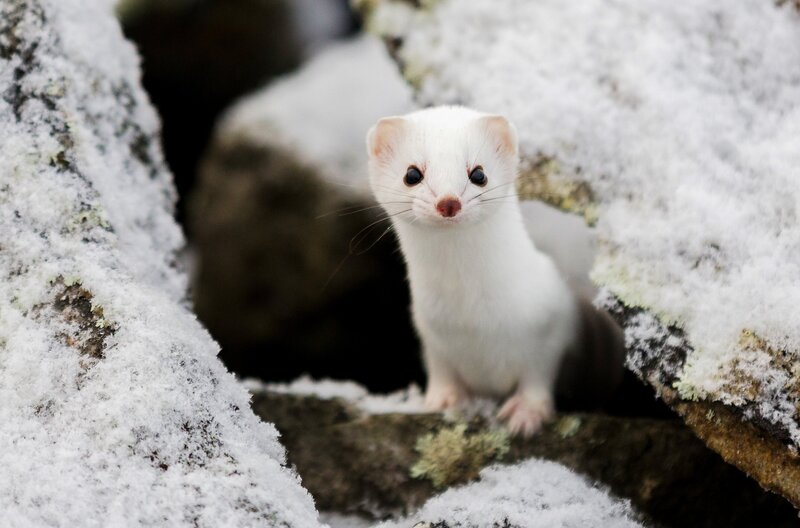 Lappland - Reich der schlafenden Giganten – Bild: Marko Junttila