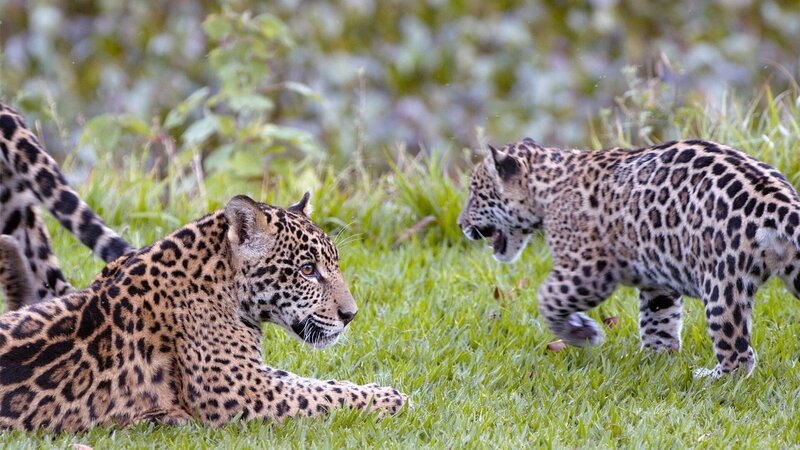 Bild: Gebrueder Beetz Filmproduktion/​Grifa Filmes