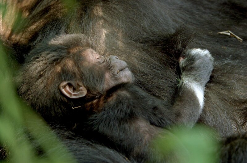 Empfinden Tiere Trauer? – Bild: O2B Films