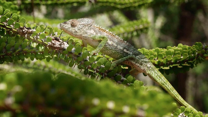 Chamäleon – Bild: RTL /​ Terra Incognita Docs /​ Madagaskar