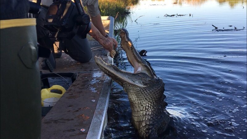 Forrest Galante Feeding An Alligator – Bild: Animal Planet /​ Discovery Communications, LLC