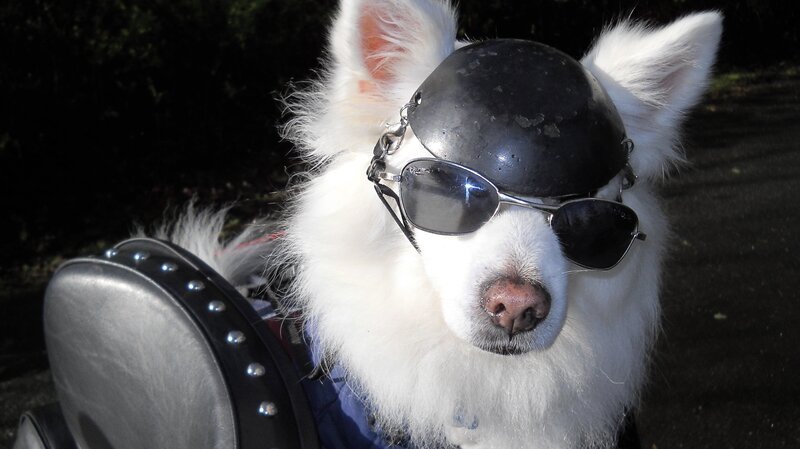 American Eskimo as seen on Dogs 101 Ep 302. – Bild: DCL/​Powderhouse