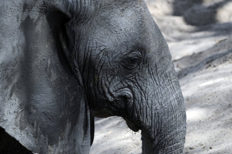Elefant, Ruaha. – Bild: ORF/​Cosmos Factory/​Harald Pokieser