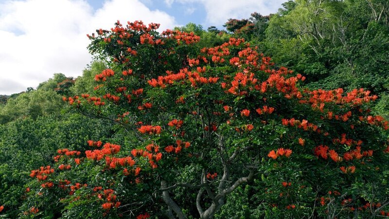 Überall auf Hawai’i haben sie sich eingenistet die invasiven Arten. Der Afrikanische Tulpenbaum ist eine besonders penetrante Art. – Bild: ORF/​Doclights GmbH/​NDR Naturfilm/​Lars Pfeiffer
