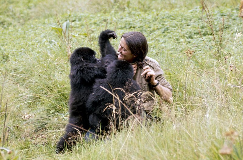 Dian Fossey mit den Gorillas Coco und Pucker: Die Primatenforscherin widmete ihr Leben dem Schutz der wenigen verbliebenen Berggorillas. – Bild: Bob Campbell/​UF Special Collections