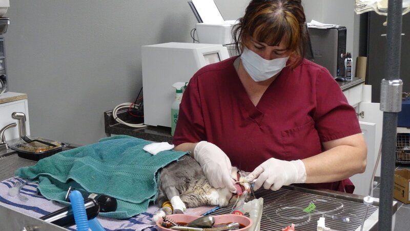 Oliver on the operating table. – Bild: Discovery Communications