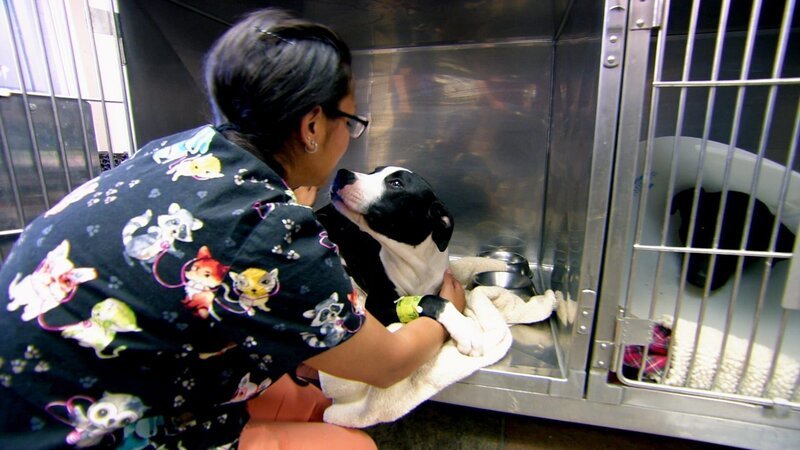 When a dog is rushed into the clinic foaming at the mouth, Dr. Jeff must act fast to save his life. Dr. Lindsay gets a big surprise when she treats a sick golden doodle. And when Dr. Jeff meets Penelope the Pig, he faces a surgery he’s never done before. – Bild: Discovery Communications