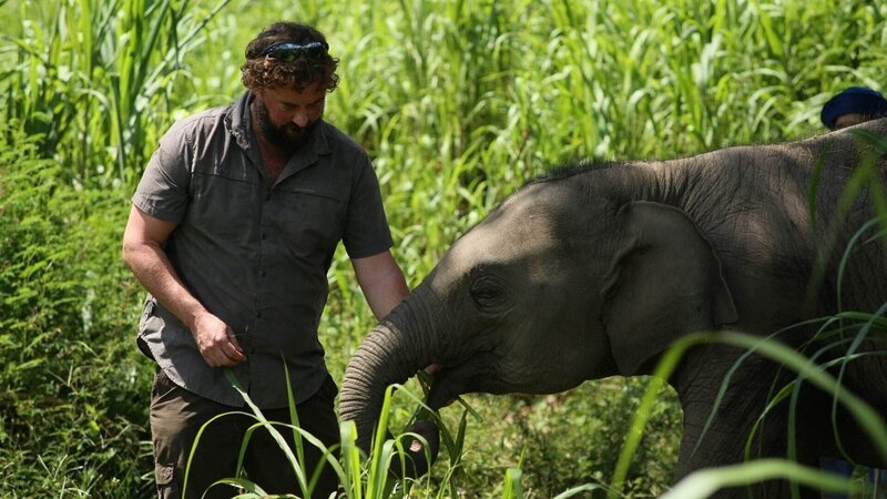 Dr. Paul O’Donoghue ist in Thailand, um sich mit Elefantenexperten in einem einzigartigen Krankenhaus um die sanften Riesen der Natur zu kümmern. – Bild: RTL /​ © Maverick TV & all3media international