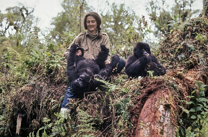 Dian Fossey: Ihr Leben für die Gorillas – Bild: Bob Campbell/​UF Special Collections