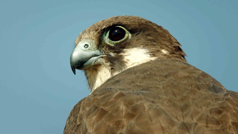 Falke   +++ – Bild: RTL /​ Terra Incognita Docs /​ Mittelmeerraum