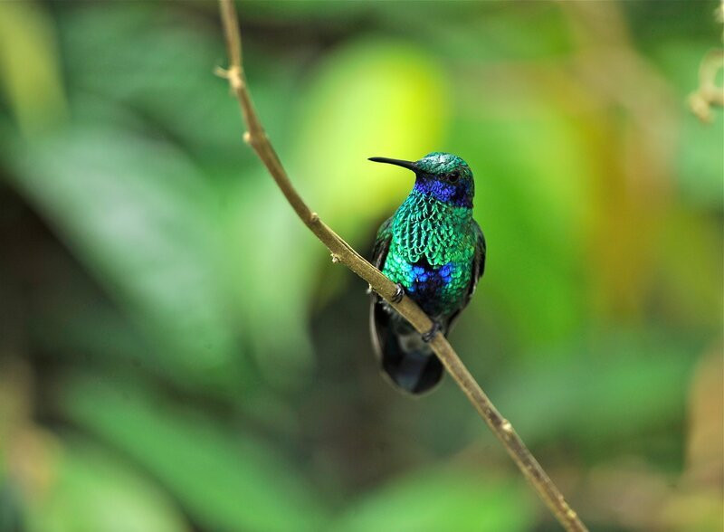 Veilchenohr-Kolibri – Bild: Terra Mater Factual Studios /​ Mike Potts