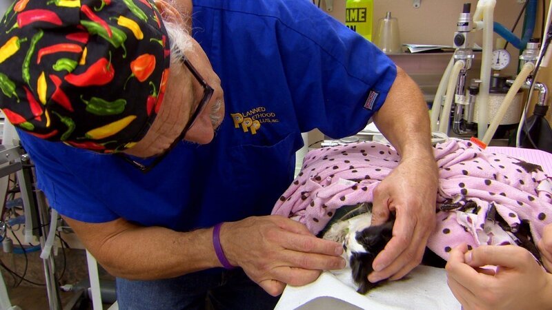 Dr Jeff with Stanley the cat in the vet. – Bild: Animal Planet /​ Discovery Communications