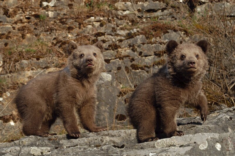 Junge Braunbären. – Bild: BR
